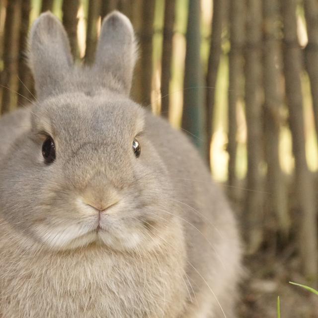 Combien de temps dure la gestation d’un lapin et comment se déroulet — free download